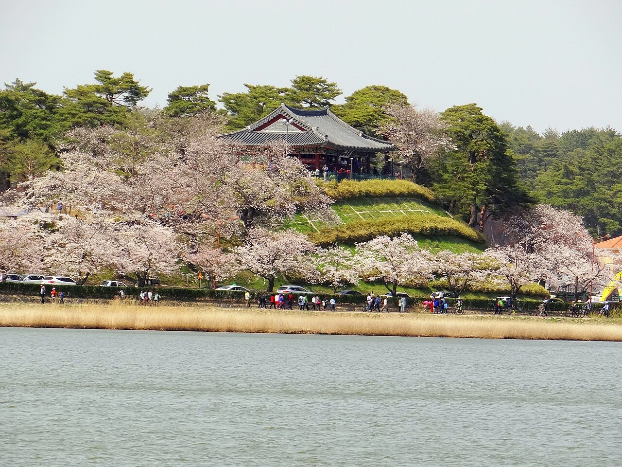 Gyeongpodae pavilion above Gyeongpo Lake framed by pink cherry blossoms in spring, Gangneung