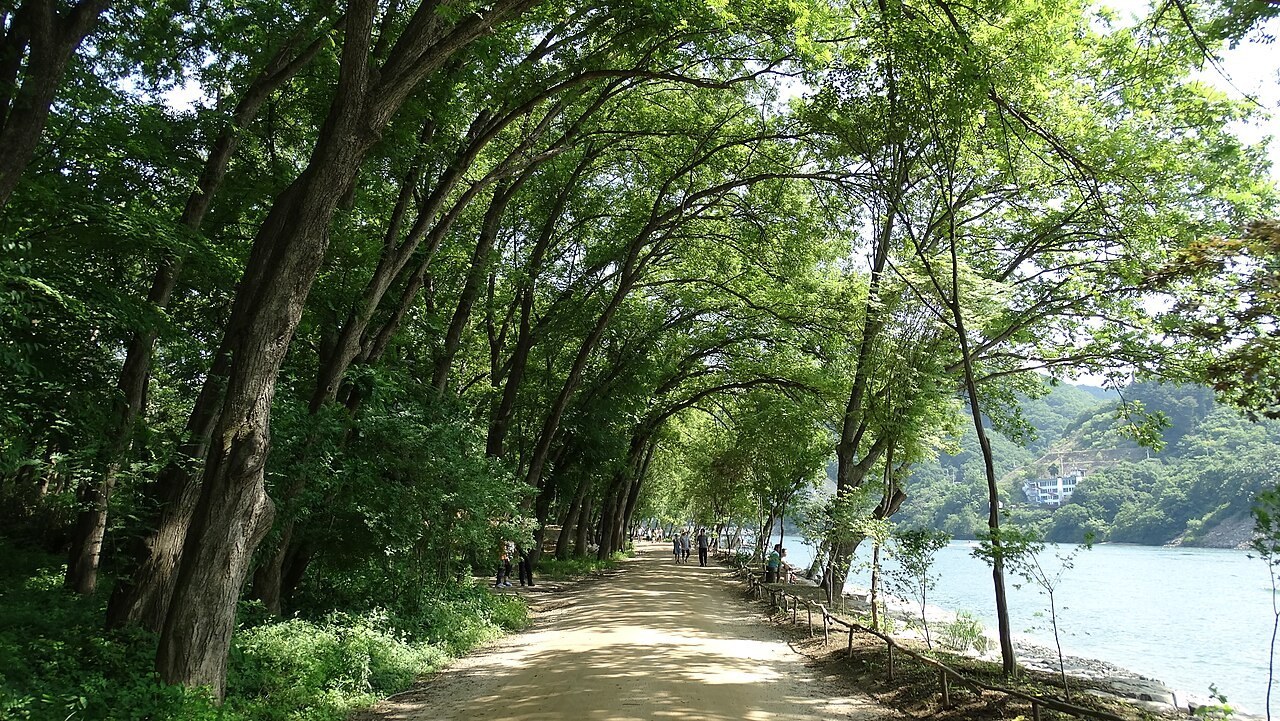 Chuncheon Day Trip from Seoul: Nami Island, Dakgalbi & the Train (2026)