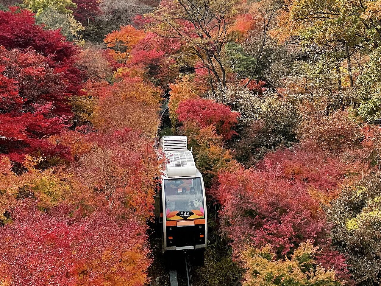 Hwadam Forest's white monorail climbing a narrow track through red and orange maples